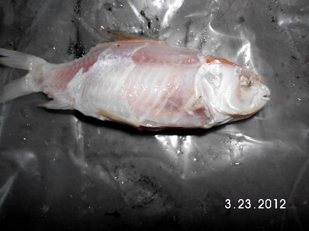 Backyard Aquaculture (fish farming) Page 4